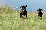 DOBERMANN 1058